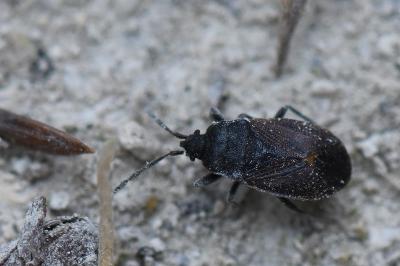 <i>Drymus ryeii</i>