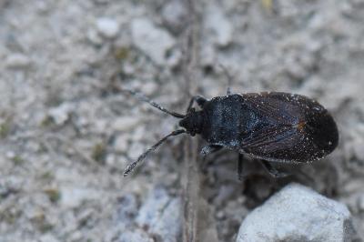 <i>Drymus ryeii</i>