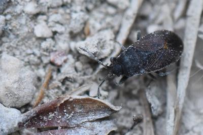 <i>Drymus ryeii</i>