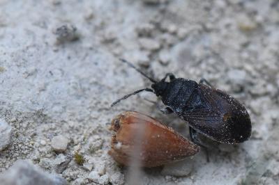 <i>Drymus ryeii</i>