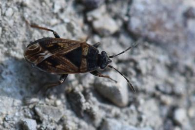 <i>Trapezonotus dispar</i>