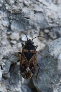 <i>Trapezonotus dispar</i>
