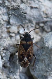 <i>Trapezonotus dispar</i>