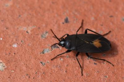 <i>Aphanus rolandri</i>