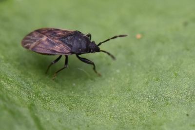 <i>Drymus sylvaticus</i>