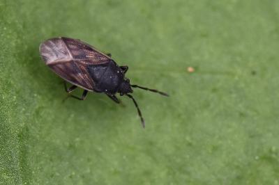 <i>Drymus sylvaticus</i>