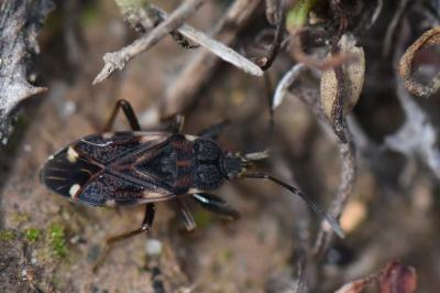 <i>Eremocoris podagricus</i>