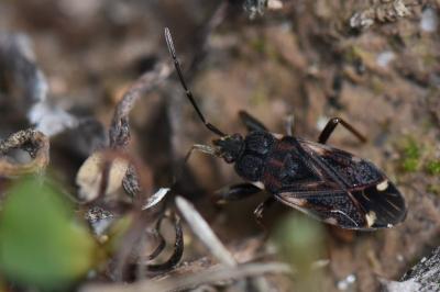 <i>Eremocoris podagricus</i>