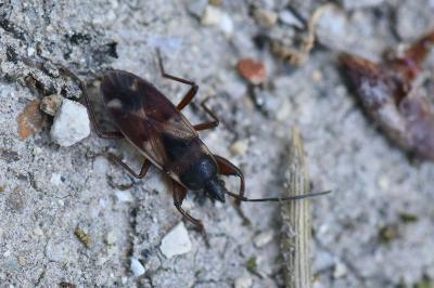 <i>Eremocoris abietis</i>