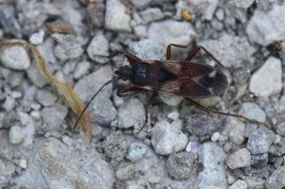 <i>Eremocoris abietis</i>