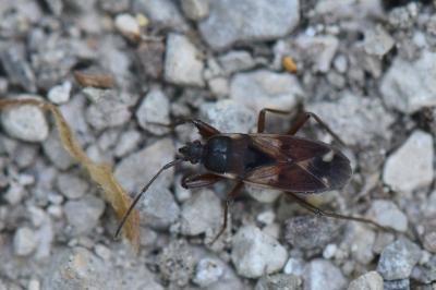 <i>Eremocoris abietis</i>