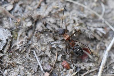 <i>Alydus calcaratus</i>