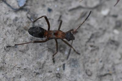 <i>Alydus calcaratus</i>