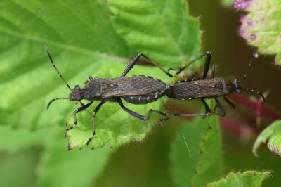 <i>Alydus calcaratus</i>