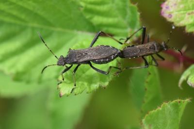 <i>Alydus calcaratus</i>
