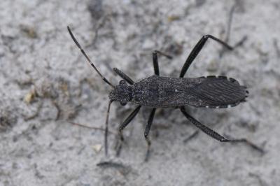 Alydus calcaratus