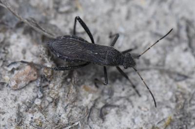 <i>Alydus calcaratus</i>
