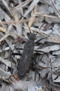 <i>Alydus calcaratus</i>