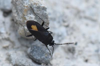 Aphanus rolandri