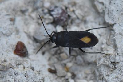 <i>Aphanus rolandri</i>