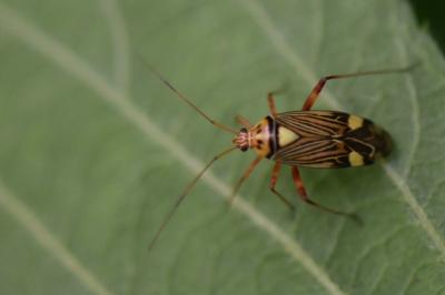 <i>Rhabdomiris striatellus</i>
