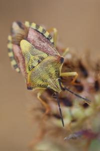 <i>Carpocoris purpureipennis</i>