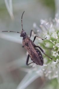 <i>Alydus calcaratus</i>