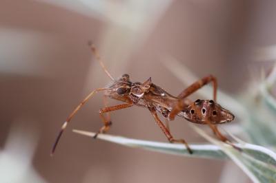 Camptopus lateralis