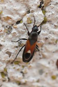 <i>Pterotmetus staphyliniformis</i>