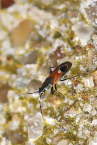 <i>Pterotmetus staphyliniformis</i>