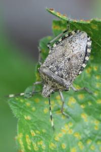 <i>Rhaphigaster nebulosa</i>