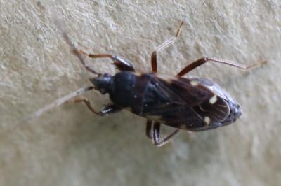 <i>Eremocoris podagricus</i>