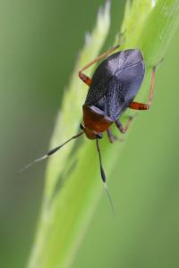 <i>Capsus ater</i>