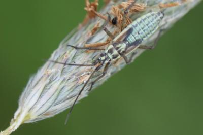 <i>Leptopterna dolabrata</i>