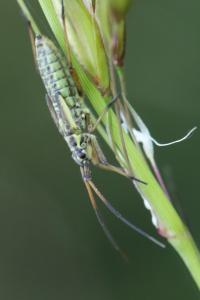 <i>Leptopterna dolabrata</i>