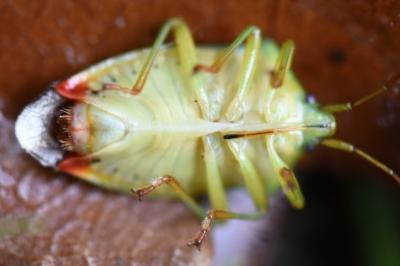 <i>Elasmostethus interstinctus</i>