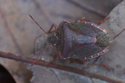 <i>Palomena prasina</i>