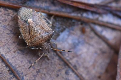 <i>Peribalus strictus</i>