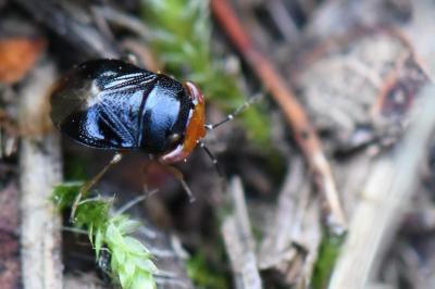 <i>Geocoris erythrocephalus</i>