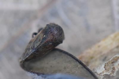 <i>Gargara genistae</i>