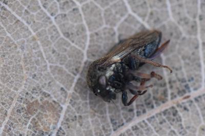 <i>Gargara genistae</i>