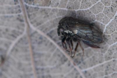 <i>Gargara genistae</i>