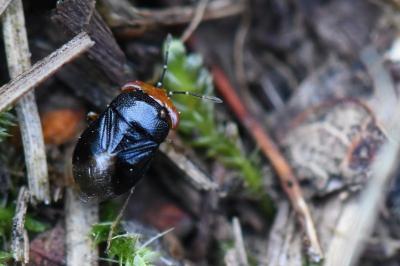 <i>Geocoris erythrocephalus</i>