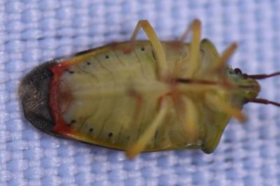 Elasmostethus interstinctus