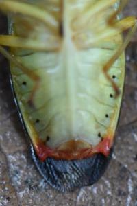 <i>Elasmostethus interstinctus</i>