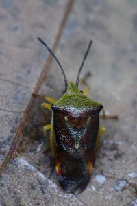 <i>Elasmostethus interstinctus</i>