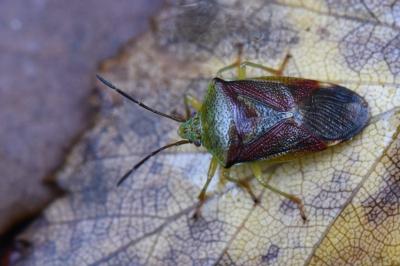 <i>Elasmostethus interstinctus</i>