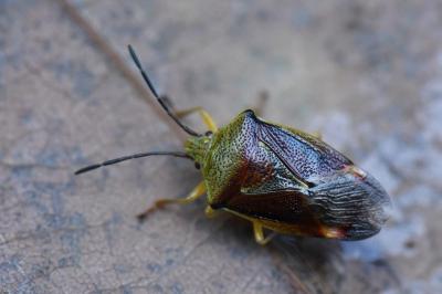 <i>Elasmostethus interstinctus</i>