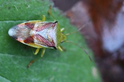 <i>Elasmostethus interstinctus</i>