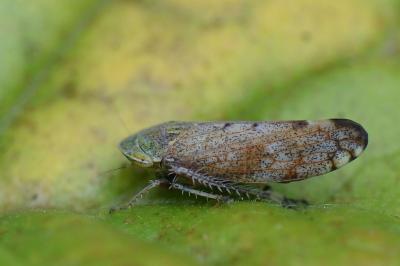 Fieberiella florii